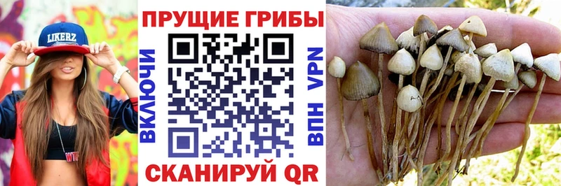 Купить где  Северобайкальск  Галлюциногенные грибы прущие грибы 
